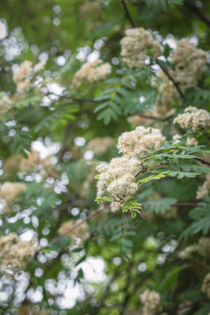 Branch of a rowan tree in bloom in June, vertical image, selective focus.の写真素材