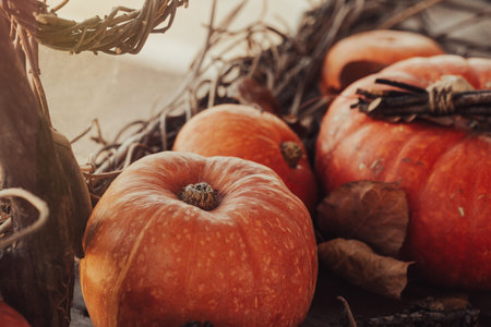 Atmospheric autumn set. Big pumpkins among dried leaves and twigs, selective focus. Authentic, Samhain, pagan, September, October, Halloween, symbol magic fall background conceptの写真素材