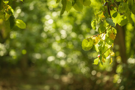 Enigmatic forest natural defocus lights background. Rowan leaves, soft focus, blurring, copy space....