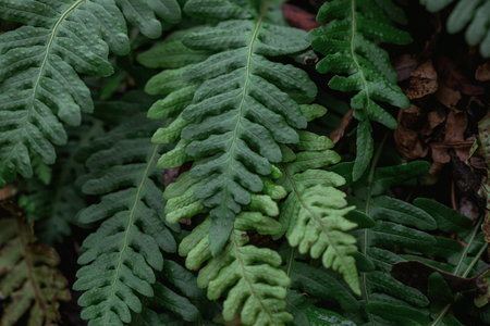 Beautiful green emerald fern foliage in a forest, common polypody, close-up. Natural background.