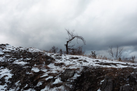 Dramatic winter landscape of mountain top with gnarled trees and first snow under a low gloomy sky.の写真素材