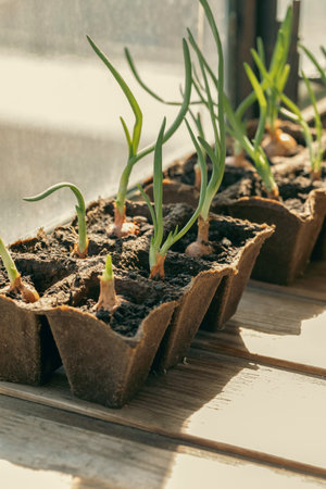 Spring onions seedlings in peat pots on a windowsill indoor, vertical photo, close-up.の写真素材