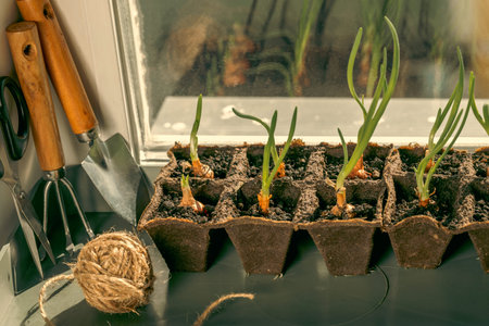 Spring onions seedlings in peat pots, hand cultivator and a skein of jute on a windowsill indoor.