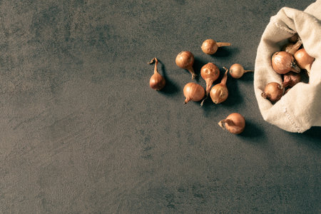 Plant bulbs in canvas bag on gray background, top view, copy space.の写真素材