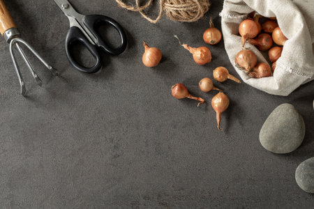 Garden hand tools, plant bulbs and decorative stones on a gray background, top view, copy space.の写真素材