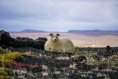 Lonely sheep on icelandの写真素材