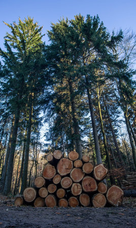 Wooden Logs with Forest on Background. Trunks of trees cut and stacked in the foreground