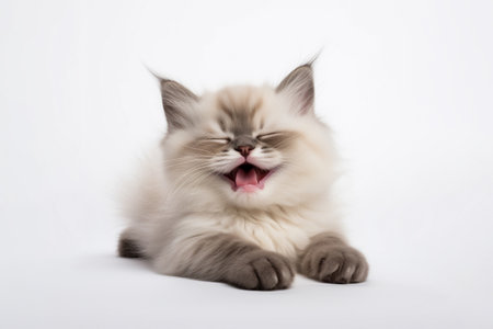 a Persian cat in front of a white background. Generative ai.の素材