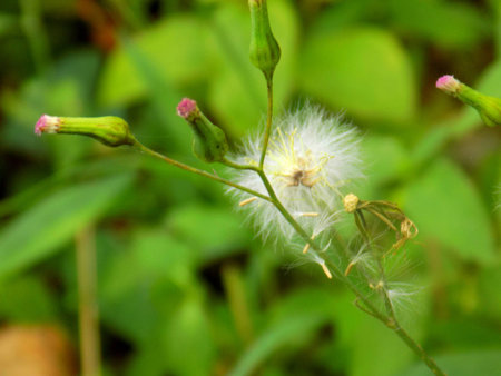 Vernonia cinerea herbal flowers (monarakudumbiya)
