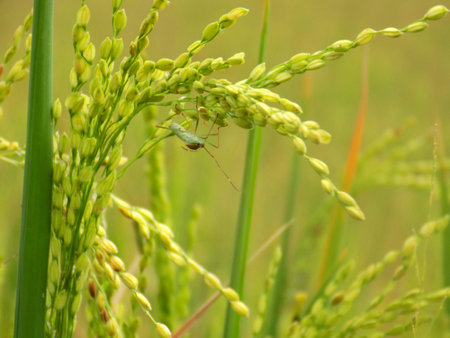 green grasshopper on the paddy cropの写真素材