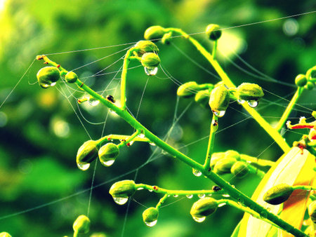 morning dew drops and spider webs