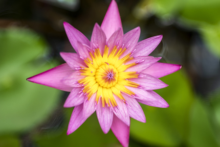 Lotus flower in a pond close-upの写真素材