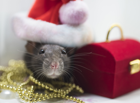 A gray little mouse, a New Year's cap on the head of a mouse is a Santa Claus santa. Next to the mouse is a New Year's gift.の写真素材