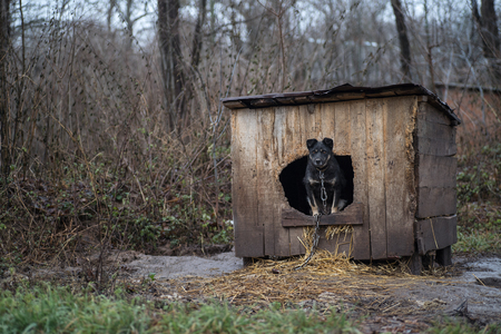 A black dog peeks out from the booth to the street. The black dog is in the booth.の写真素材
