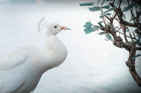 White peacock in Isola Bella gardens in Lago Maggiore in Italy, selective focus.の写真素材