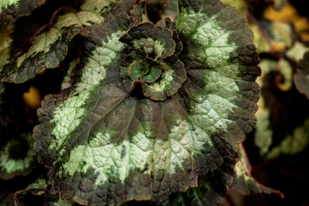 The leaves of the begonia, begonia background.