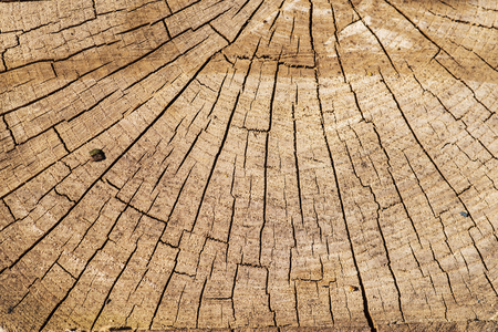 Cut tree A huge stump with cuts in it. Background from cut tree. Texture.Cut tree Huge stump with cuts in it. Background from cut tree. Texture. Close-up.の写真素材