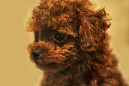 Little brown dog puppy. A little puppy with brown sad eyes.little cute brown spotted dachshund puppy .の写真素材