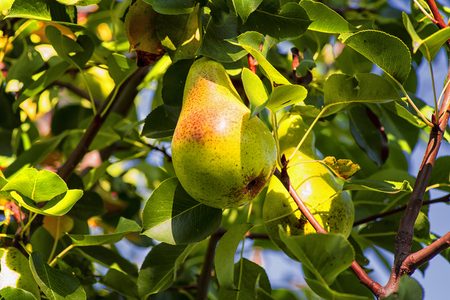 Ripe pear hangs on a tree branch, autumn ripe fruit on a tree..Pear trees laden with fruit in an orchard in the sunの写真素材