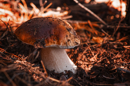 Autumn white mushroom in the grass on a sunny day.White mushroom outdoors. Nature background.の写真素材