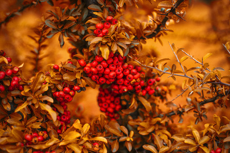 utumn rowan branches with yellow leaves autumn background with bright branches .Autumn berries. Bright background of autumn berries.の写真素材