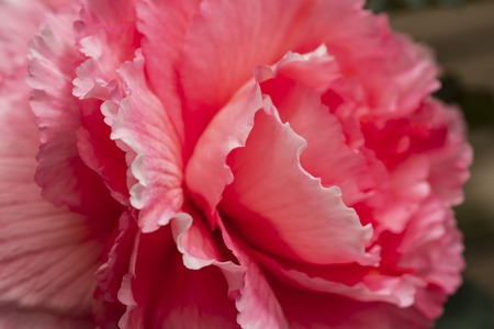 Bright pinc flowers of begonia close-up. Pinc begonia . Natural flower background.の写真素材