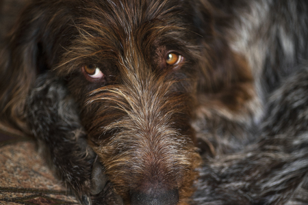 Hunting dog. Drathaar.Brown adult dog with sad eyes. A brown dog, a hunting dog is a drathaar. A hunting dog.の写真素材