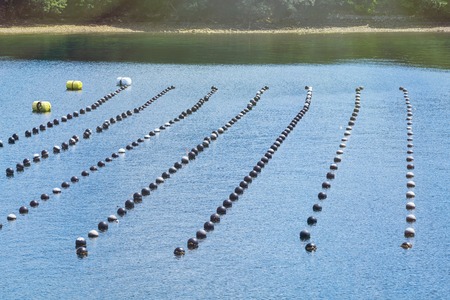 Pearl rows in the ocean, production and cultivation of pearls in the ocean. landscape and Pearl aqua farming cultivation Shima Japan.の写真素材