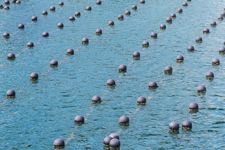 Pearl rows in the ocean, production and cultivation of pearls in the ocean. landscape and Pearl aqua farming cultivation Shima Japan.の写真素材