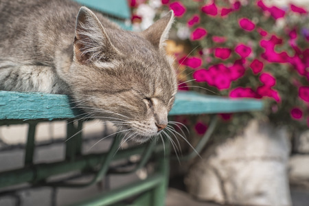 A gray cat sits on a wooden bench near the house.Cute gray cat sitting on a wooden bench outdoors . The cat has beautiful yellow eyes.の写真素材