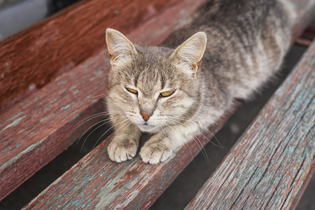 A gray cat sits on a wooden bench near the house.Cute gray cat sitting on a wooden bench outdoors . The cat has beautiful yellow eyes.の写真素材