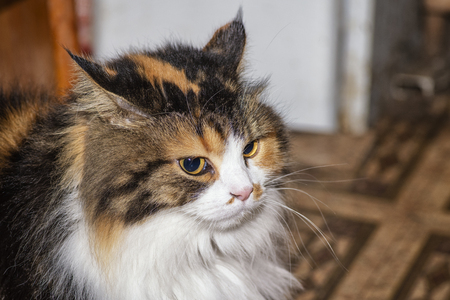 Three-colored cat with evil muzzle degeneration. The cat has beautiful yellow eyes. Evil multi-colored cat.Face of the evil cat.の写真素材