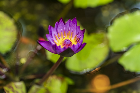 Pink flower water lily on a pond, flowers blooming .flowers in the garden.の写真素材