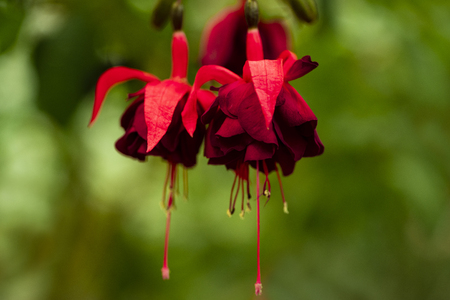 Hanging fuchsia flowers in the garden.fuchsia magellanica flower.の写真素材