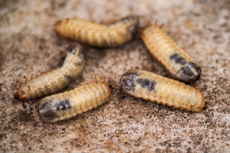 Larvae of the bark beetle .little woodworm .Larvae of the bark beetle on a gray background.