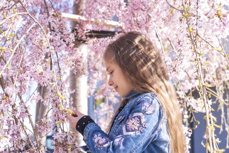 A little girl admires the spring flowering of sakura trees. Springtime. Sunny day.の写真素材