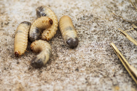 Larvae of the bark beetle on a gray background.Larvae of the bark beetle .little woodworm .の写真素材