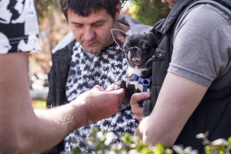 A man is holding a little black dog.Man holding a small puppy in his hands.の写真素材