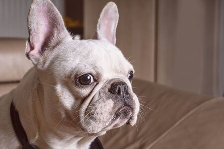 French bulldog .Muzzle of a white bulldog close up , close-up view of adorable puppy.の写真素材
