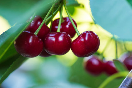 Cherries hanging on a cherry tree branch.Red organic cherries on a branch of cherry...