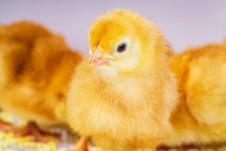 yellow chick, little chicken. newborn yellow chicken on light background.の写真素材