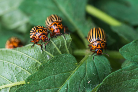 Many Colorado potato beetle.Potato bugs on foliage of potato in nature, natural background, close...