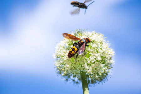 Scola lat. Megascolia maculata lat. Scolia maculata is a species of large wasps from the family of...
