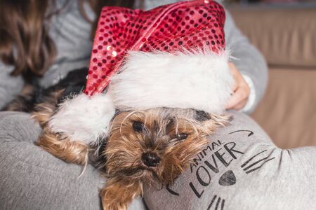 A small dog in a New Year's hat is sitting on the owner's lap.Funny dog in a New Year's.の写真素材