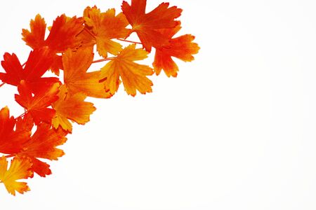 Autumn background. Leaves of different colors.の写真素材