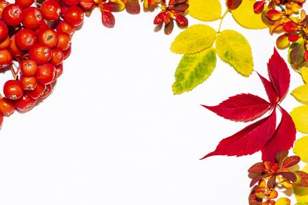 Autumn background. Leaves of different colors.の写真素材