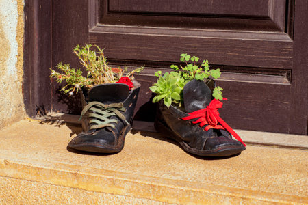 Plants growing in tattered shoe.Old leather shoes as flowerpots.