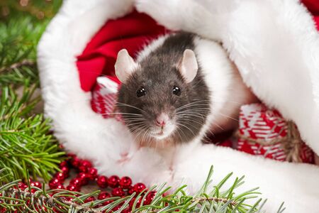 Year of the cute rat.Cute rat sitting in Santa's hat close up.の写真素材