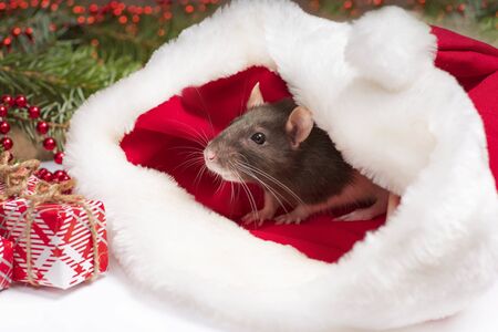 A cute rat is sitting in Santa's hat next to her are boxes with gifts and New Year decorations. Year of the cute rat. Rat closeup. Photo for the calendar.Cute white domestic rat in a New Year's decor.の写真素材