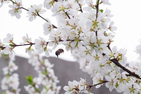 Spring day. A branch of cherry blossoms. Flowering apricot on a sunny day, cherry blossoms in...